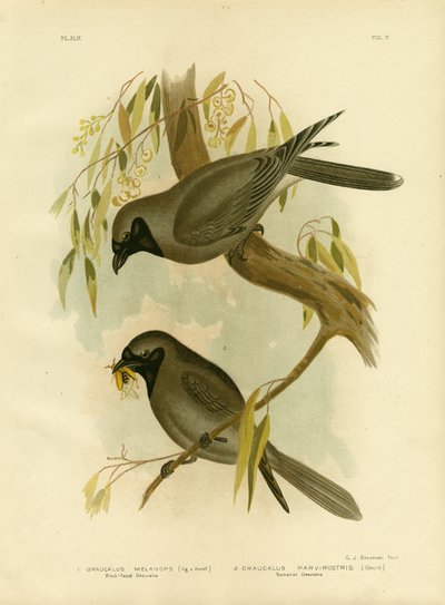 Black-Faced Shrike, 1891 by Gracius Broinowski